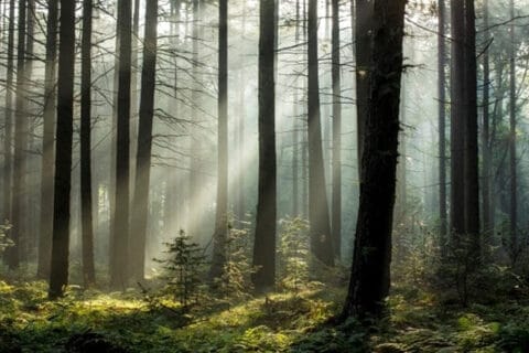 woodland image